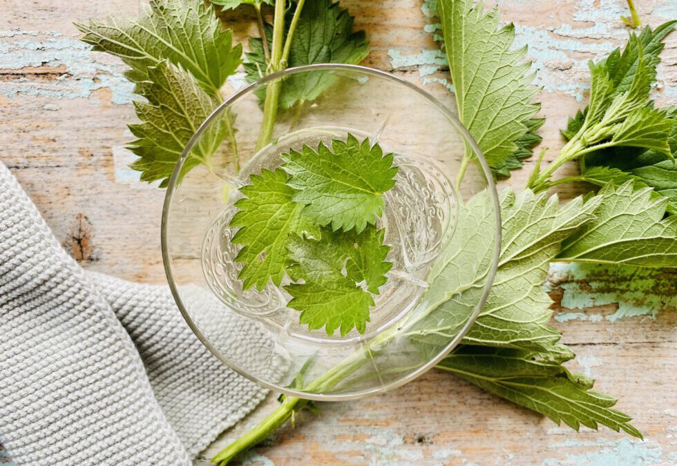 Heimische Heilkräuter – Brennnessel (Urtica Dioica)